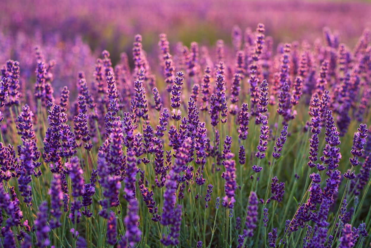 Лаванда (Lavandula)