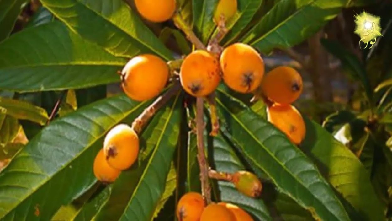 Крупные желтые ягоды на дереве субтропики вечнозеленое