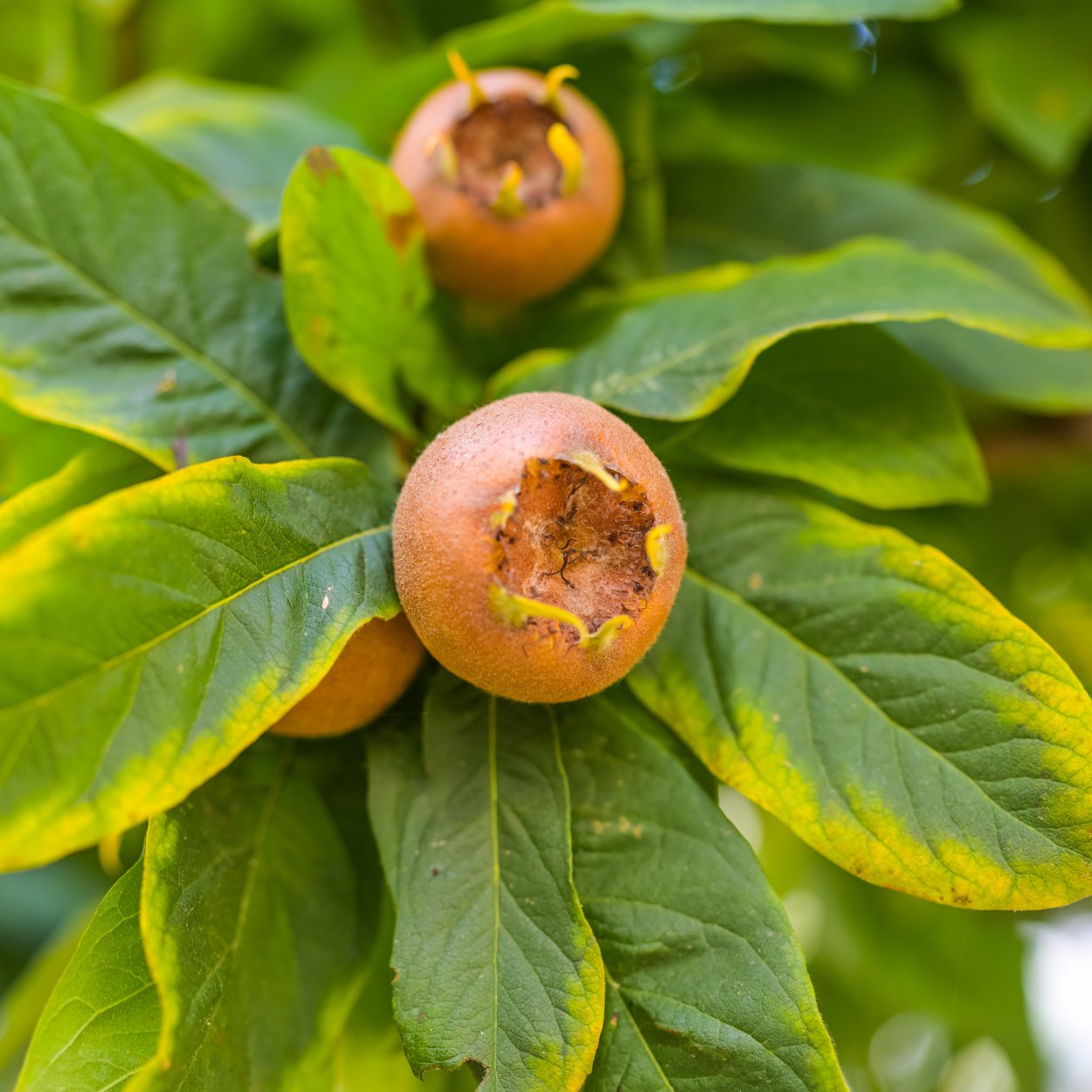 Мушмула японская Eriobotrya japonica