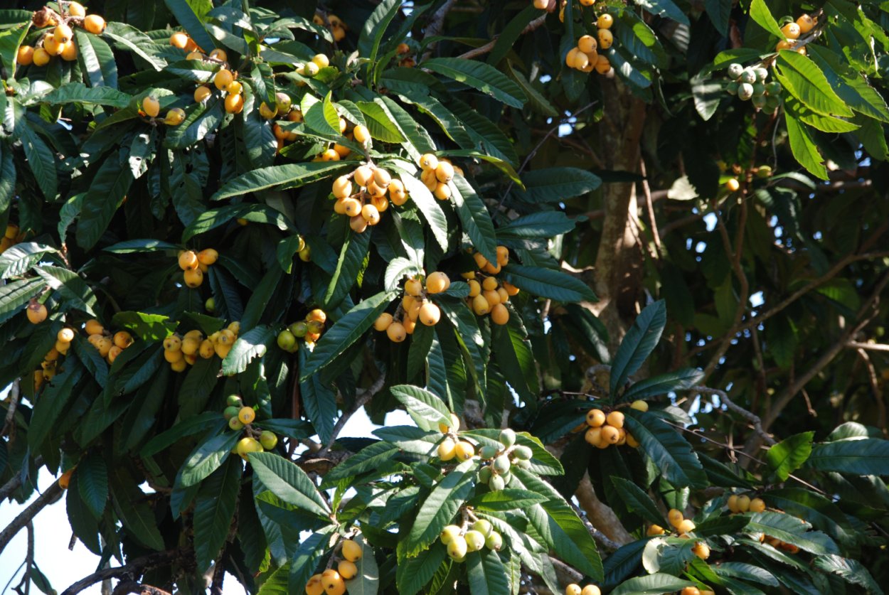 Мушмула Кавказская