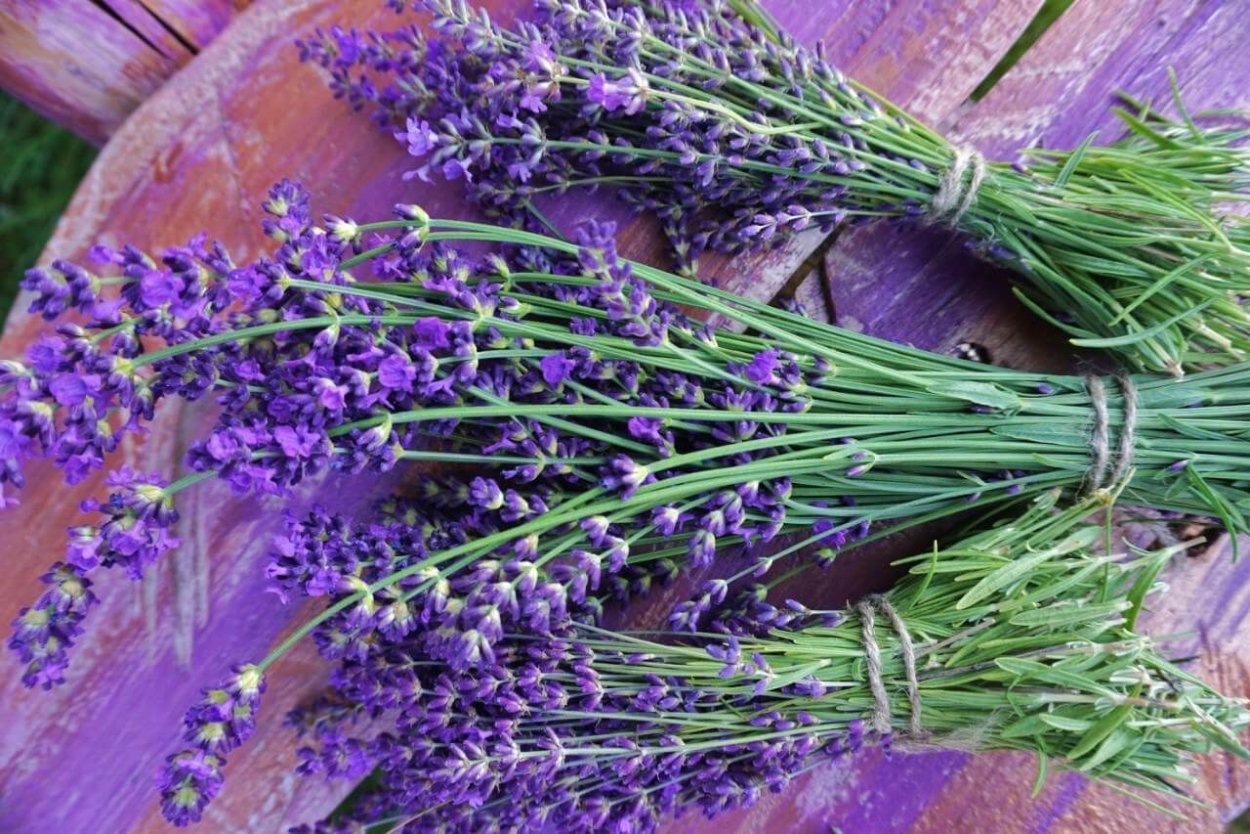 Шалфей мутовчатый Purple Rain