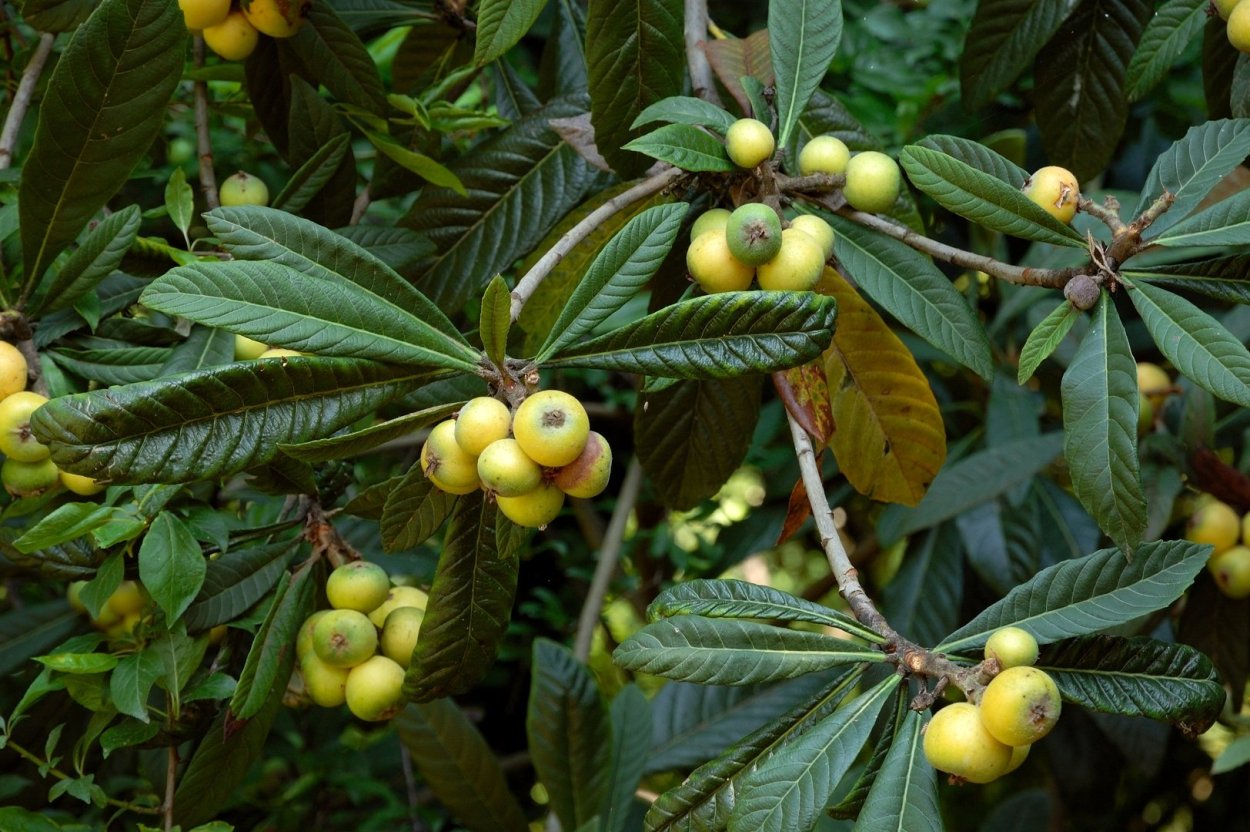 Мушмула Крымская