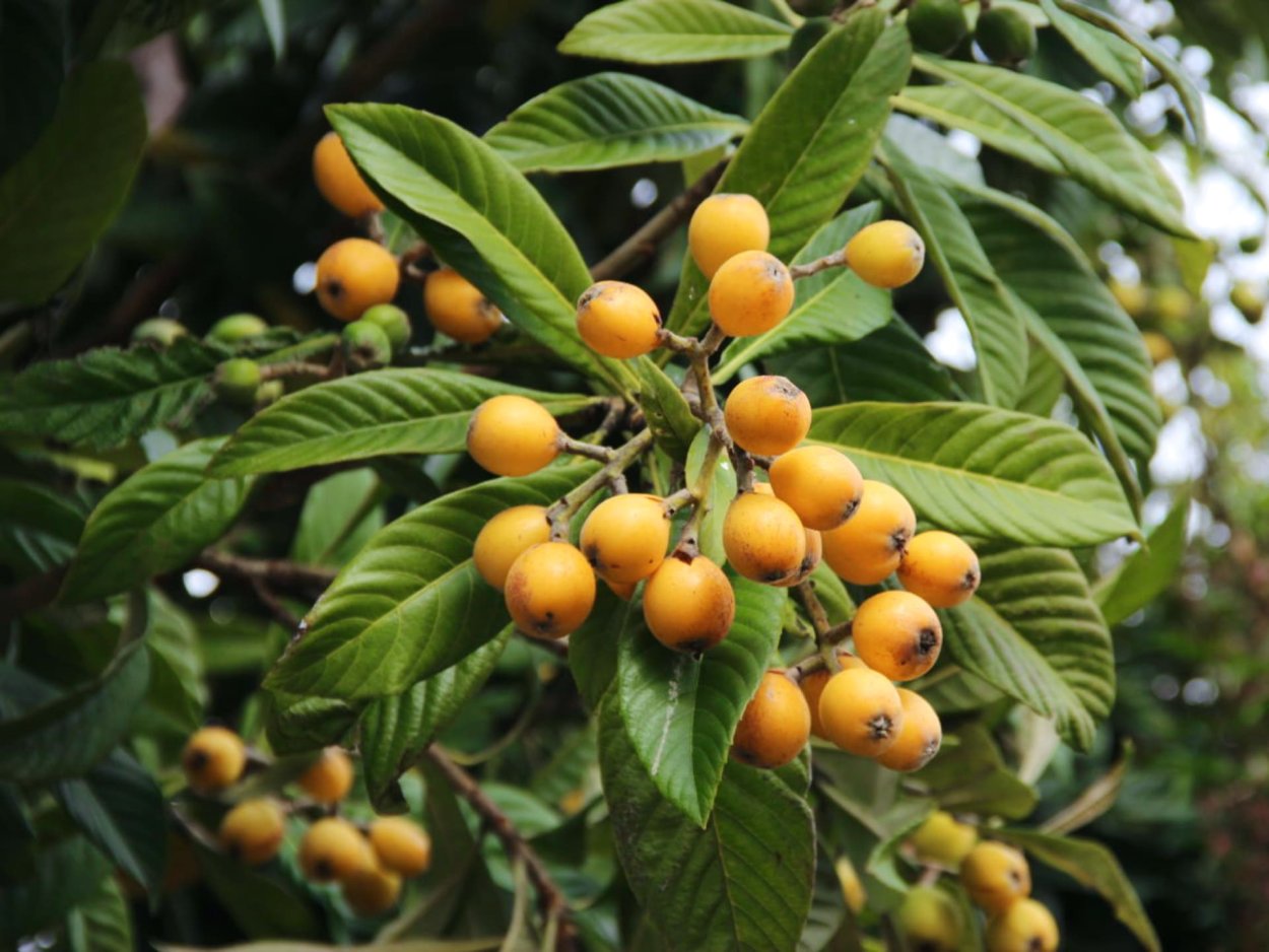 Мушмула японская Eriobotrya japonica