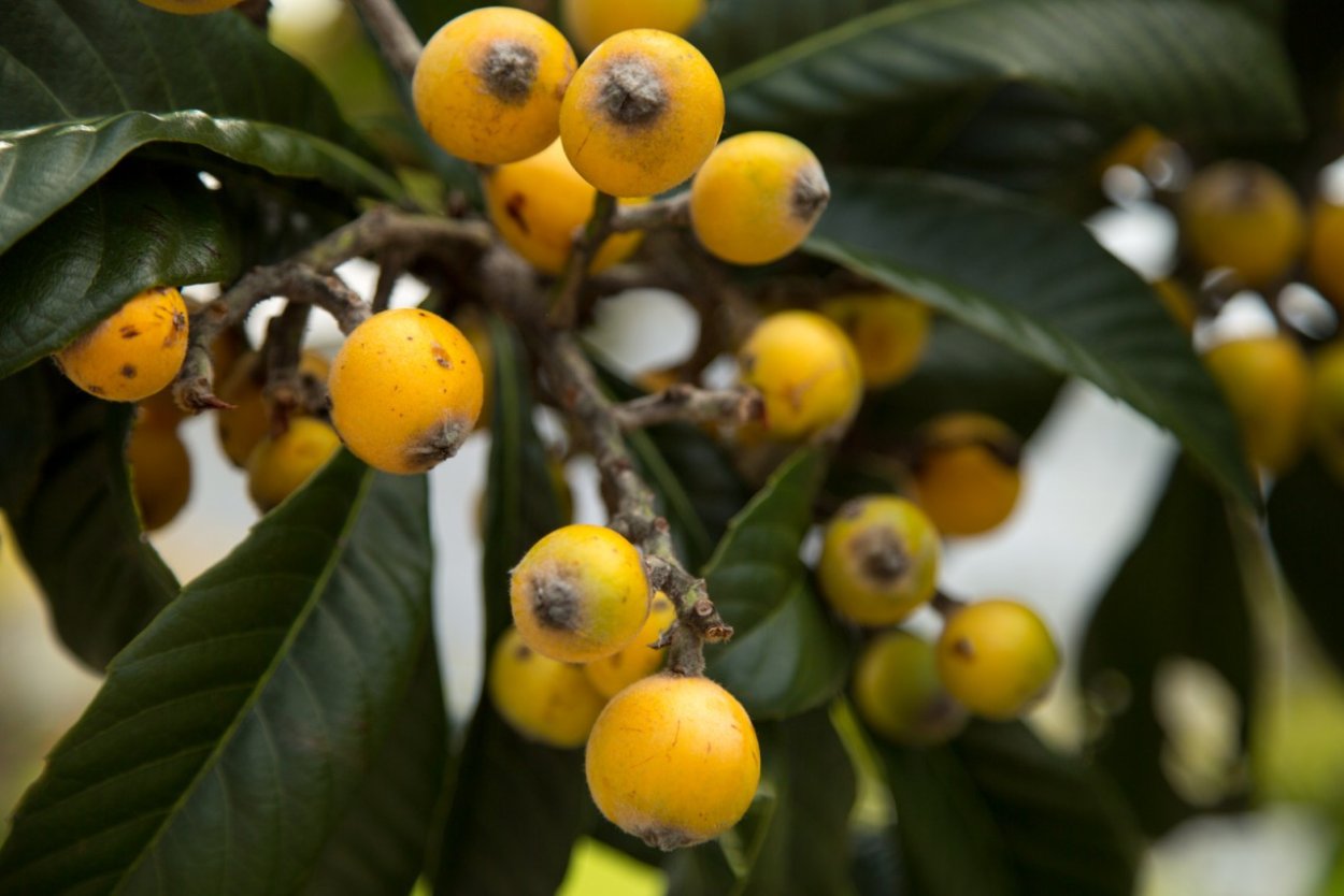 Фрукт на букву м желтого цвета мушмула