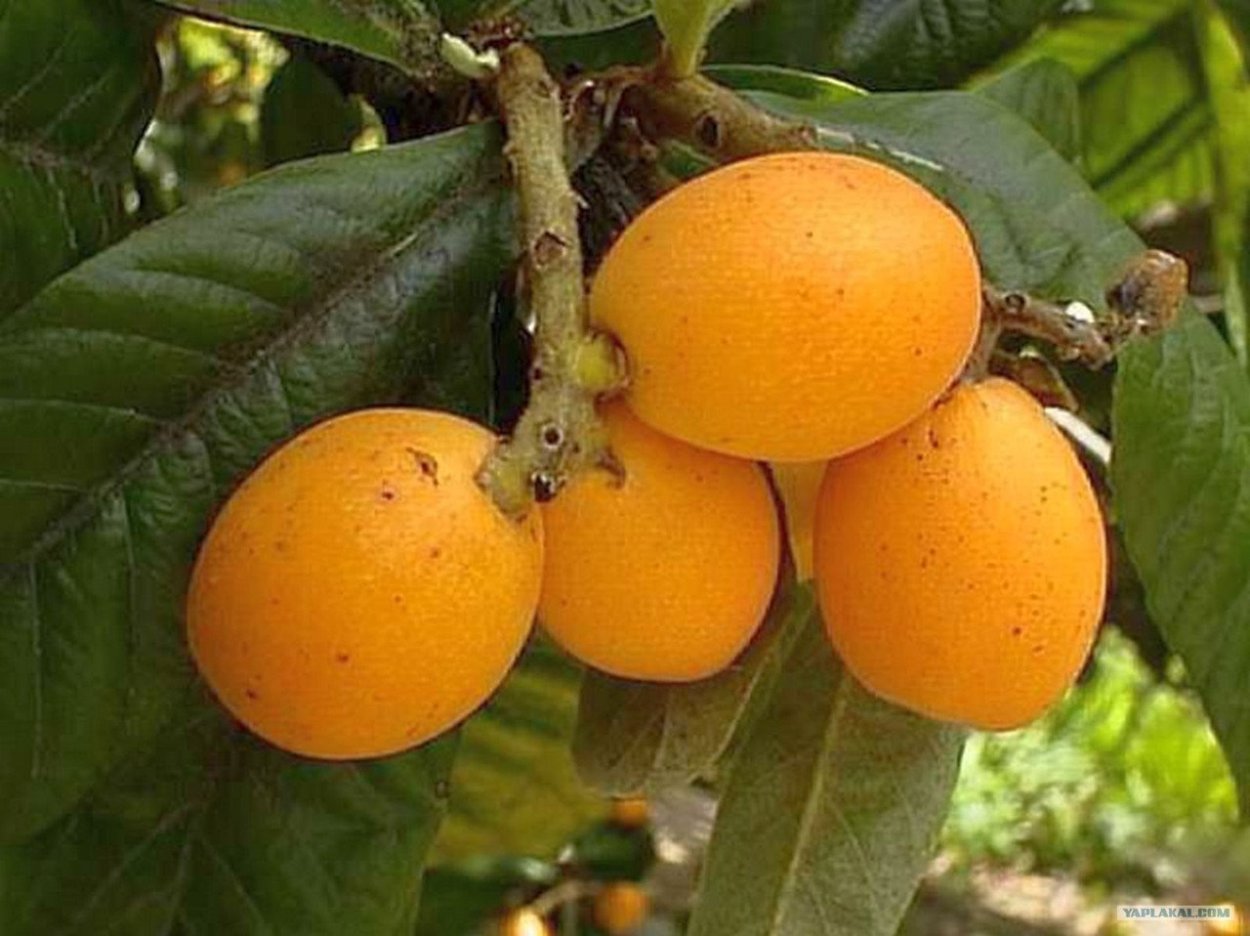 Мушмула клипарт PNG