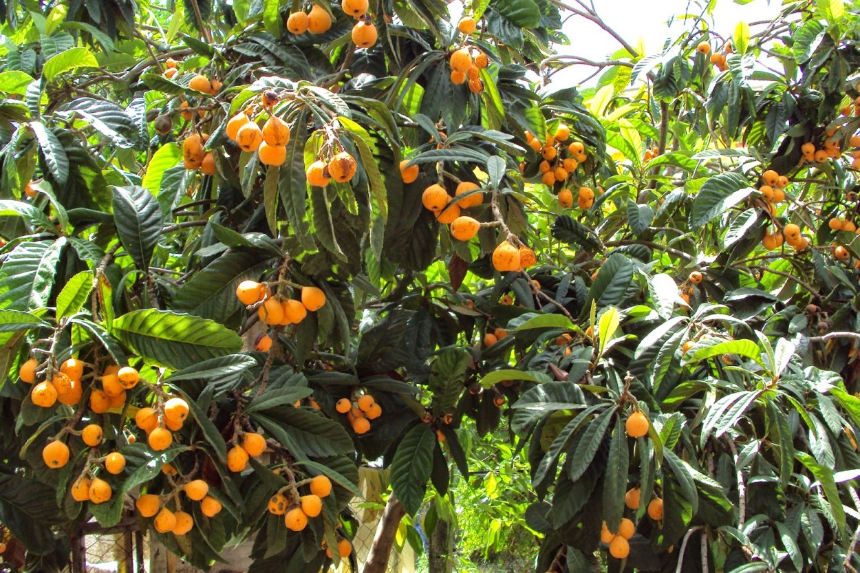 Шесек дерево