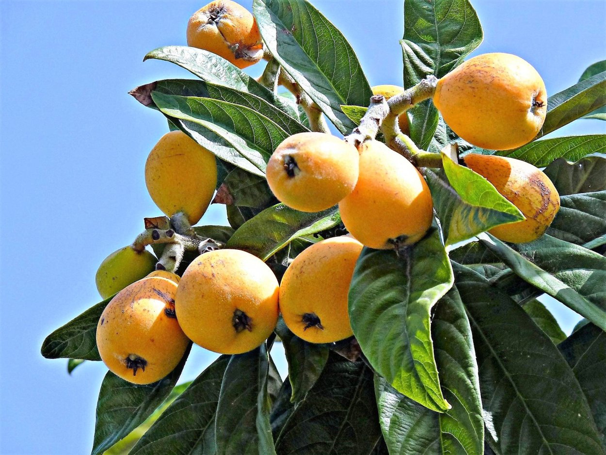 Мушмула в Абхазии