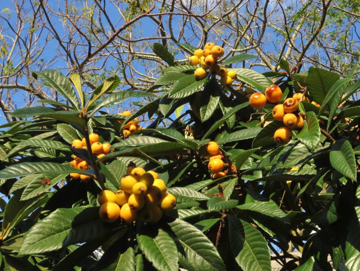 Мушмула Кавказская дерево