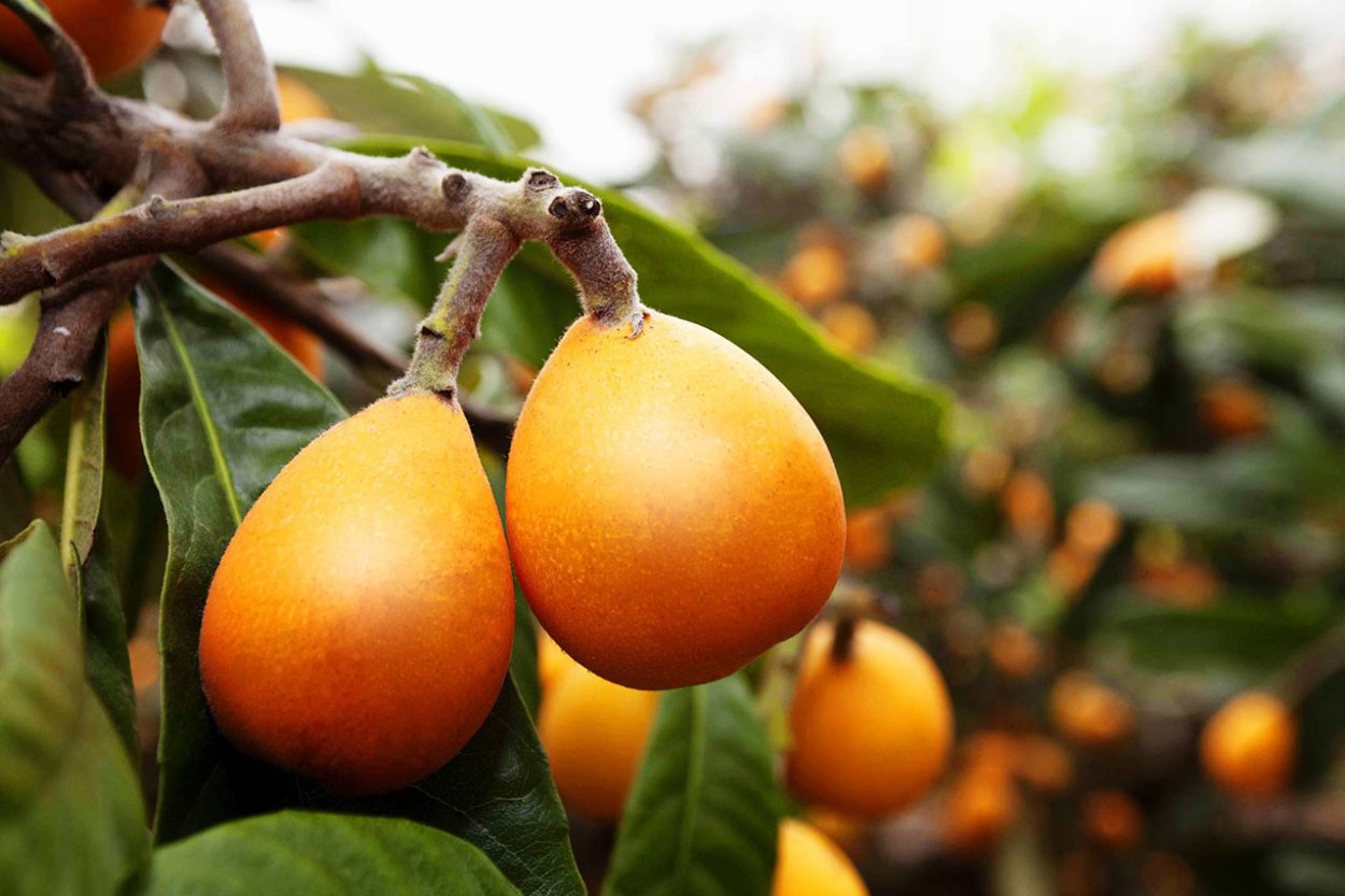 Плодовое дерево мушмула