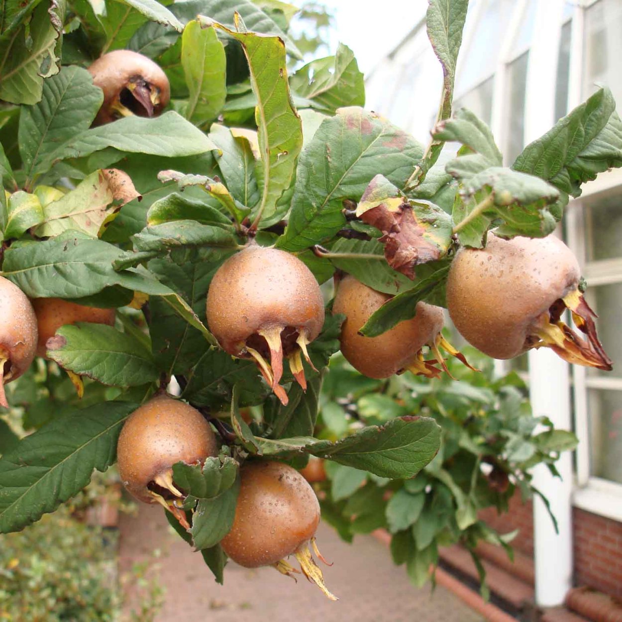 Пепино Сантол ююба Мафаи мушмула