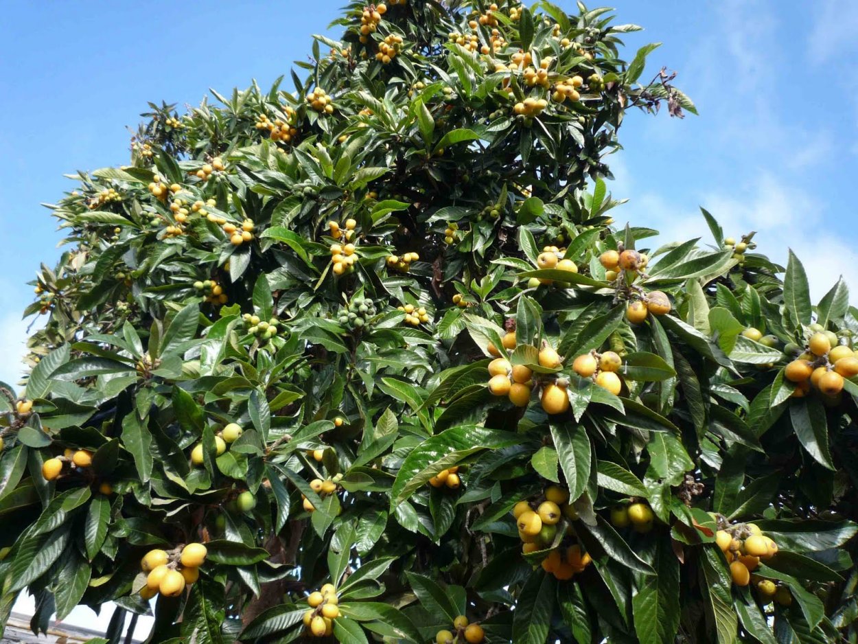 Мушмула бонсай