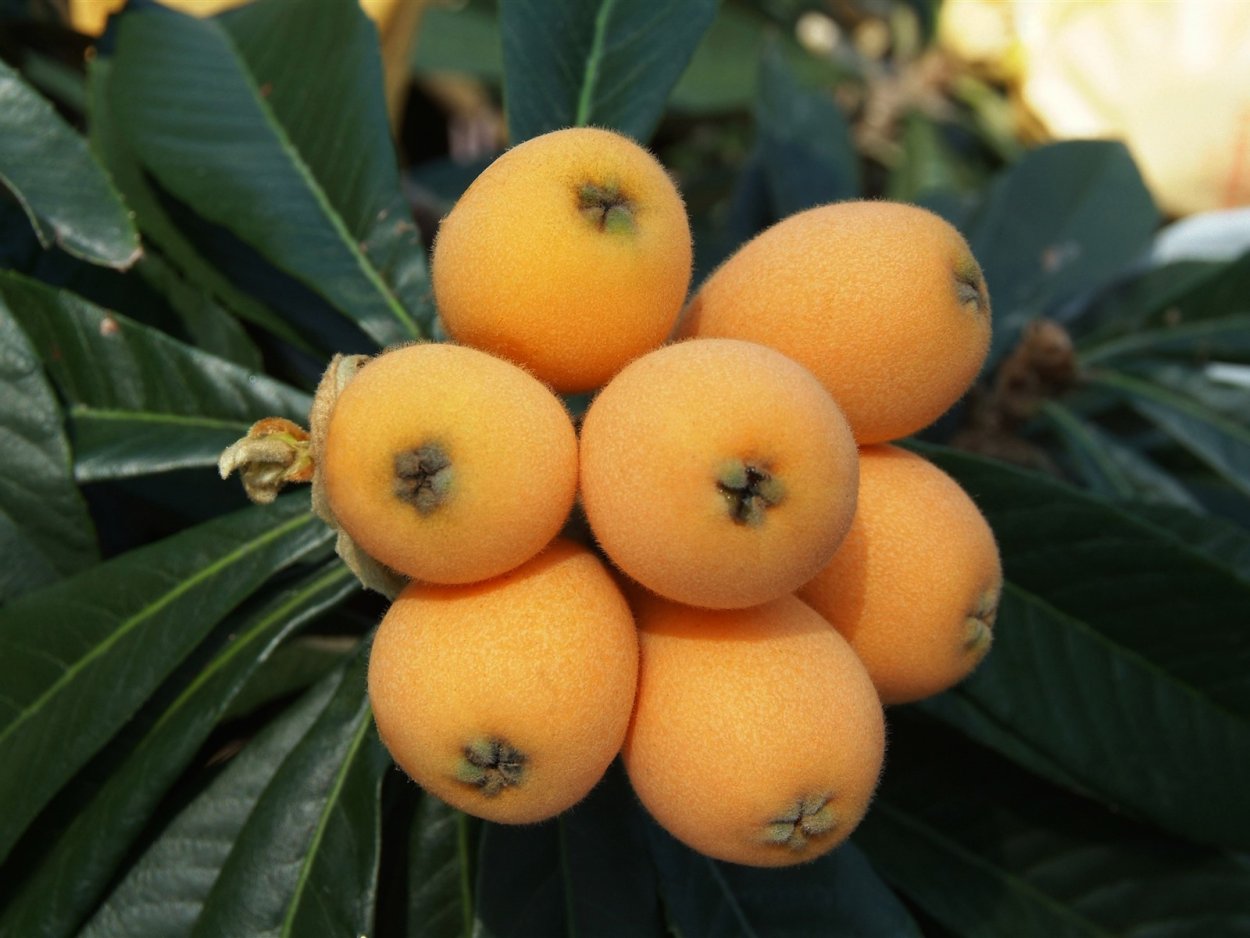 Мушмула Грузинская