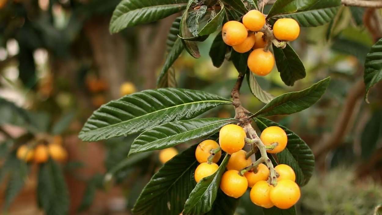 Мушмула японская