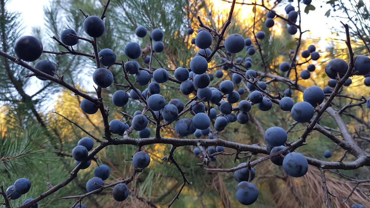 Слива колючая, Терн - Prunus spinosa дерево