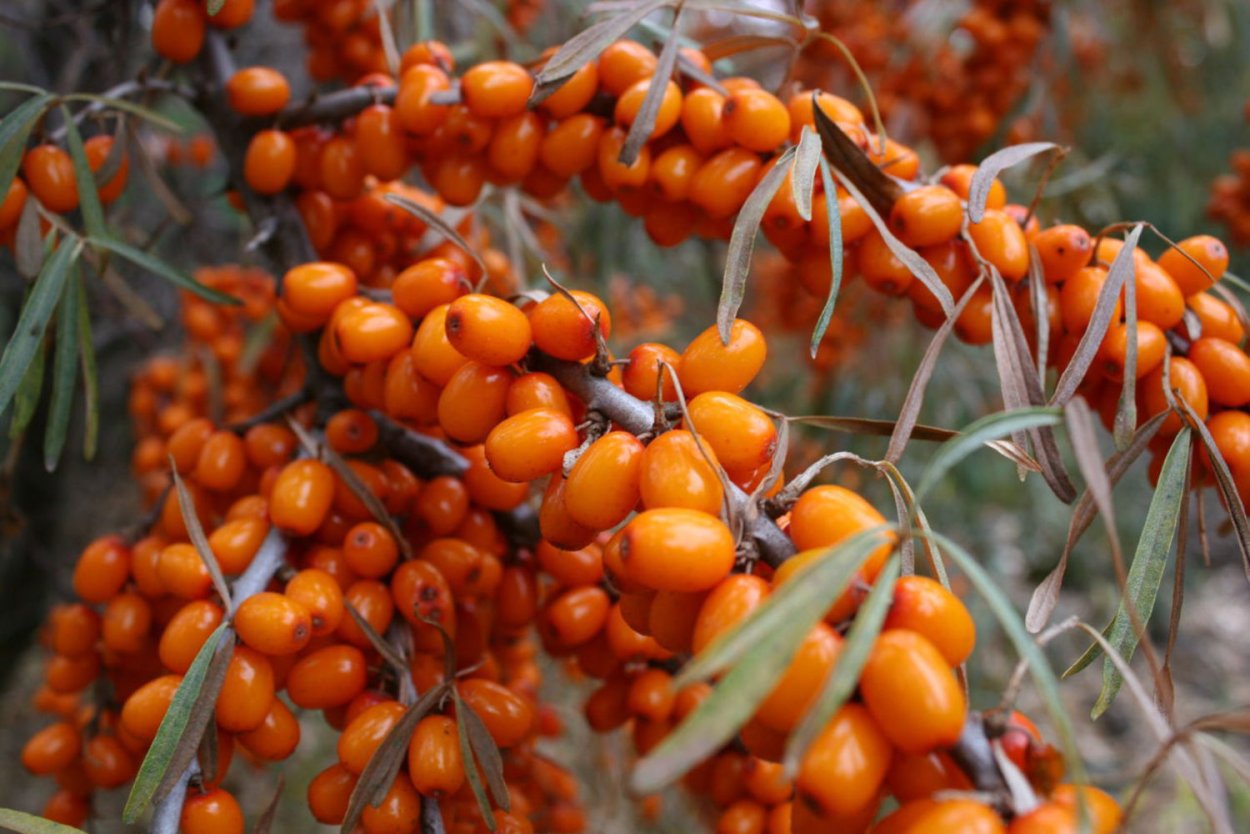 Облепиха Ботаническая любительская