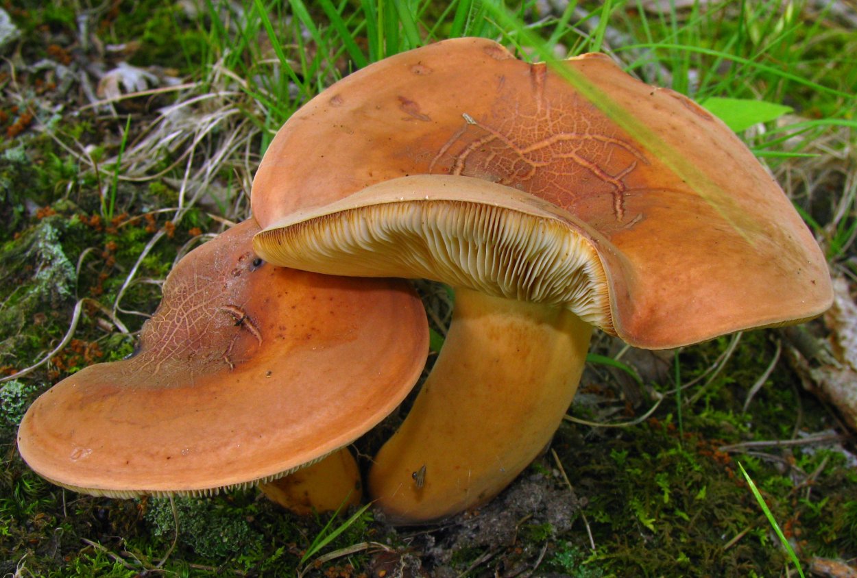 Подорешник и груздь