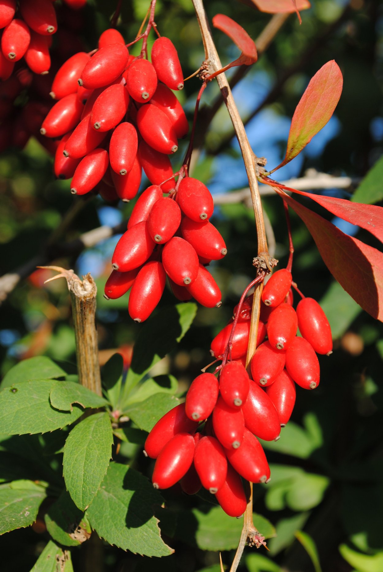 Барбарис обыкновенный кустарник