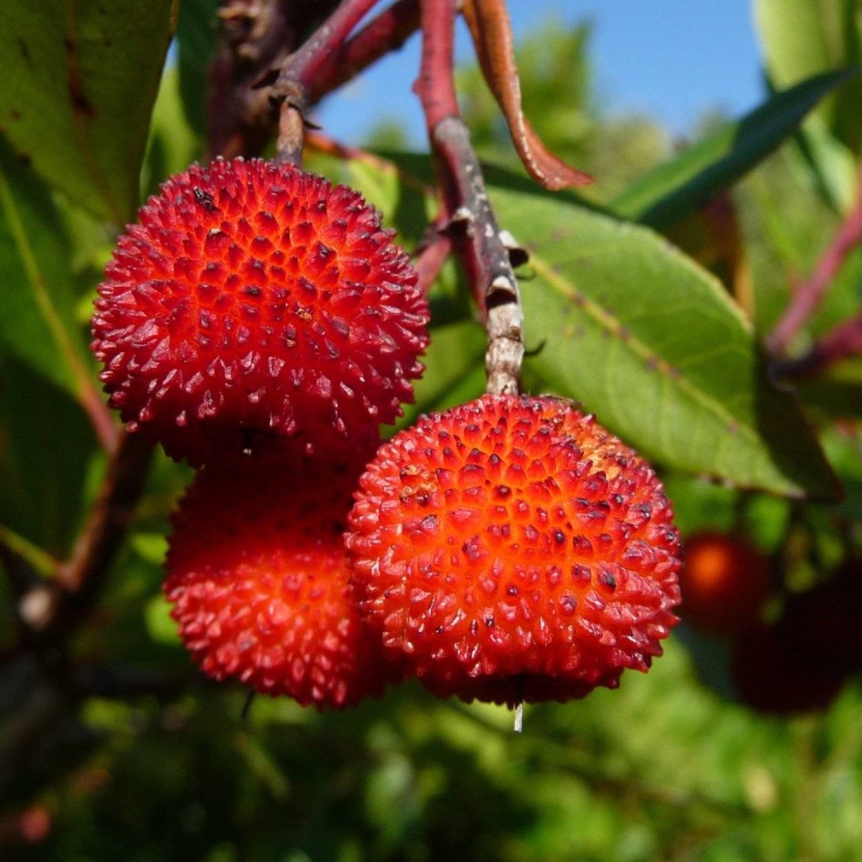 Земляничное дерево Elfin King