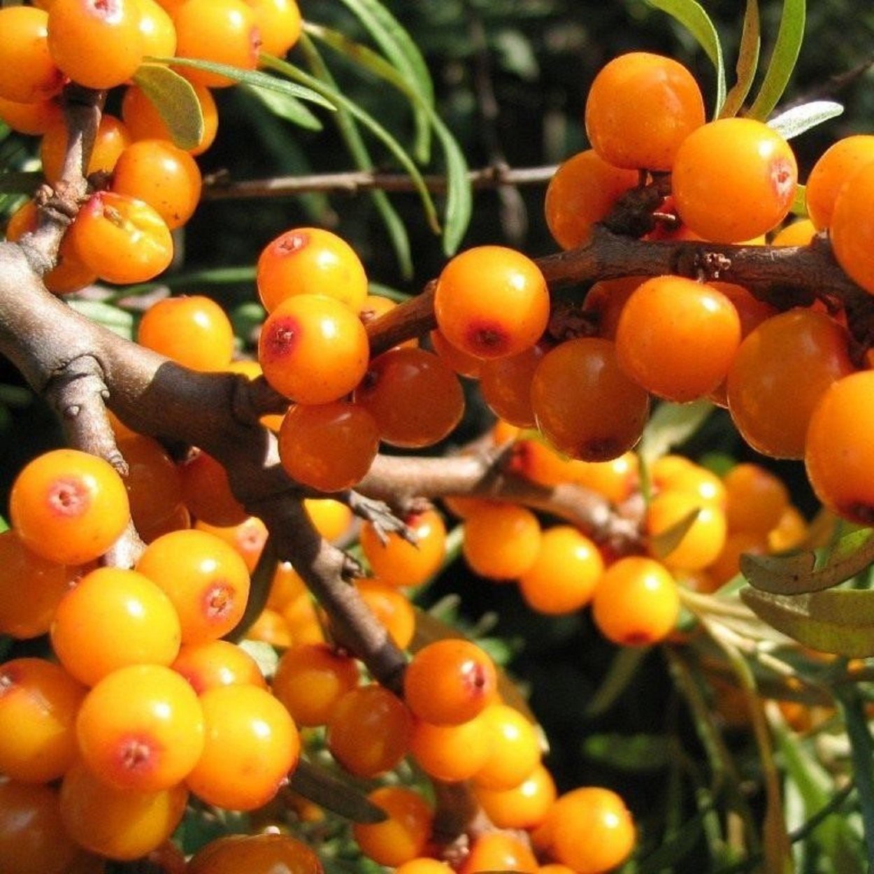 Облепиха иволистная