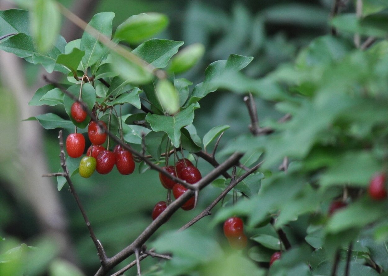 Колючий кустарник с ягодами