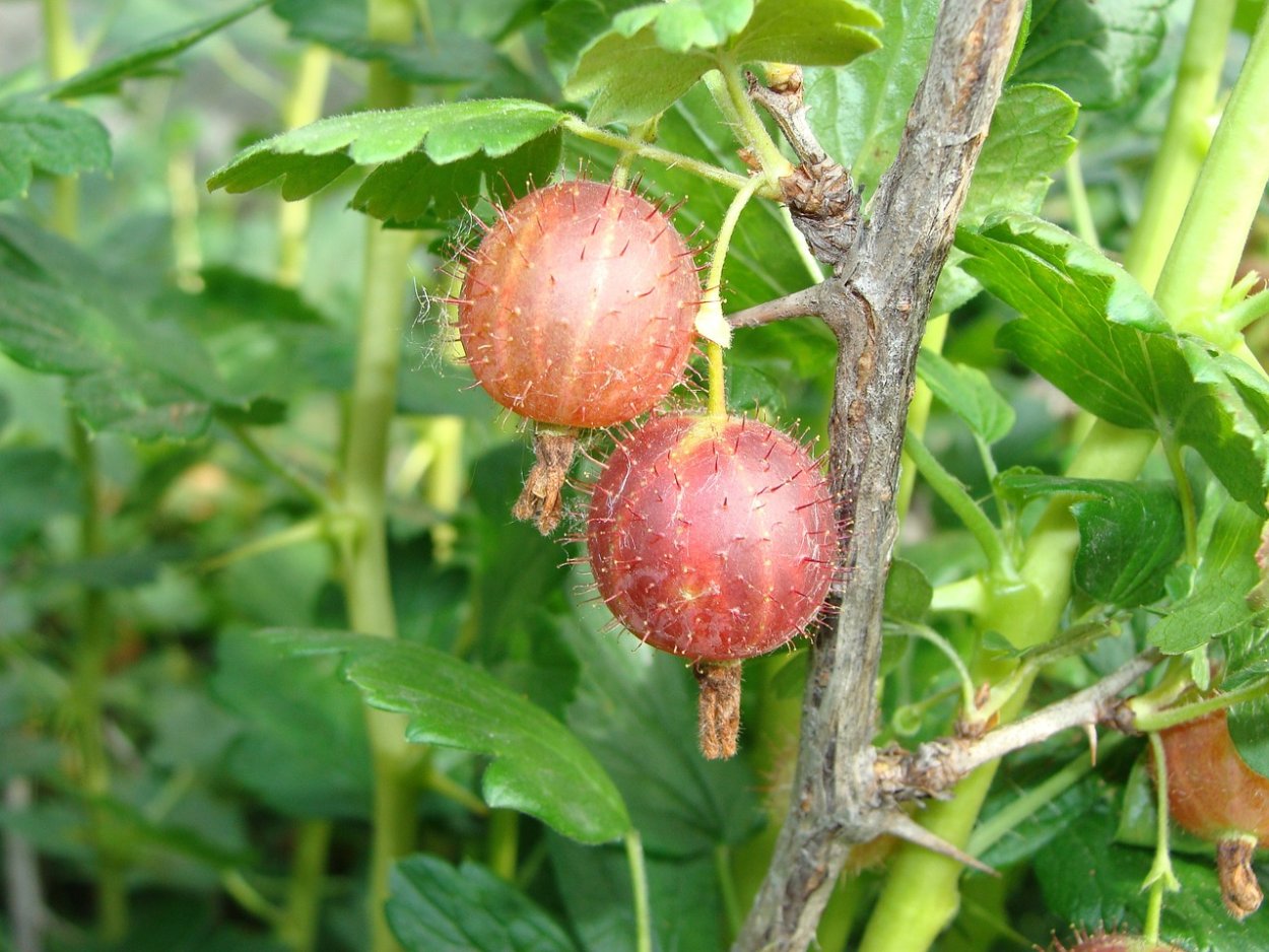 Неколючий крыжовник