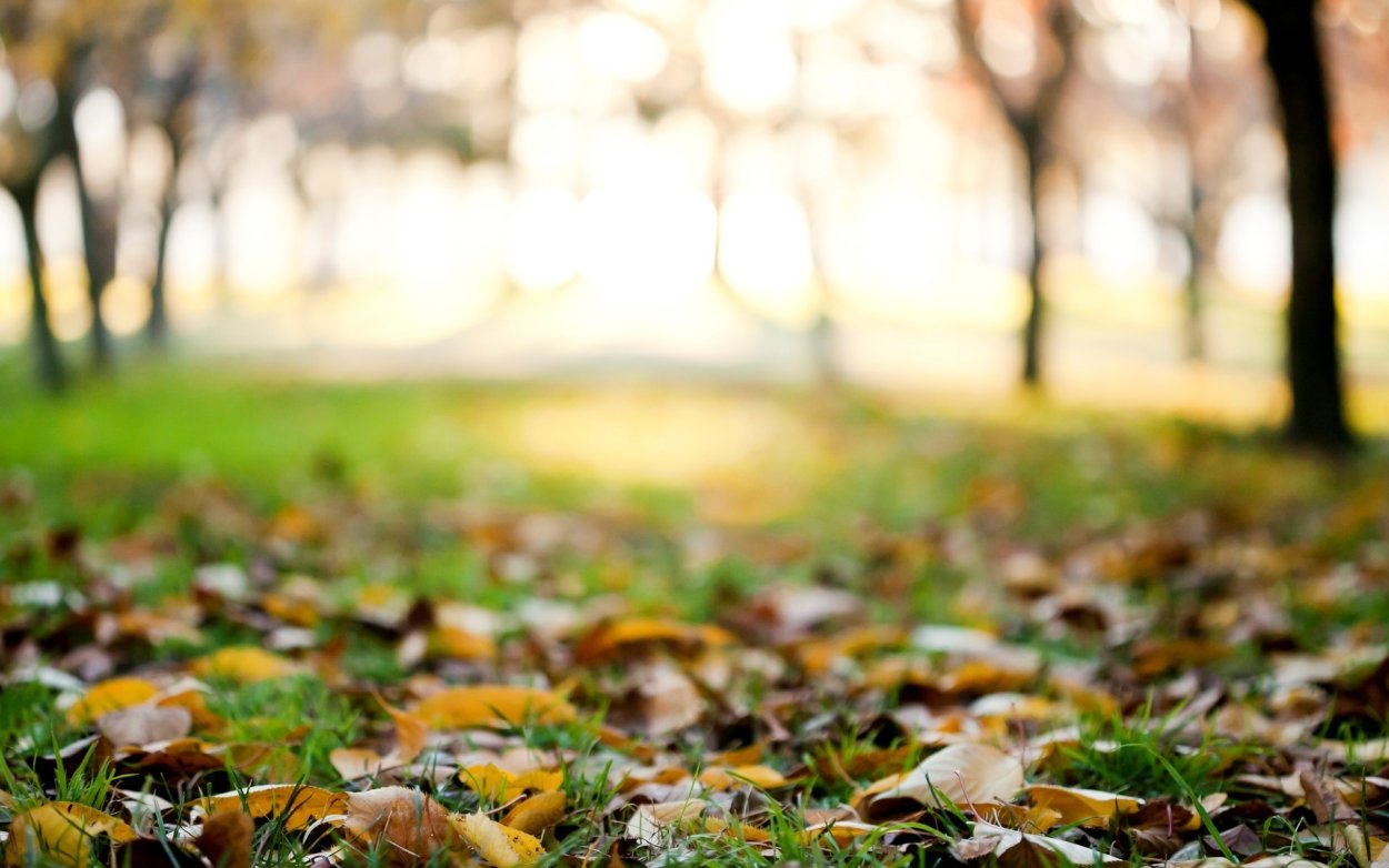 Осенняя листва на траве