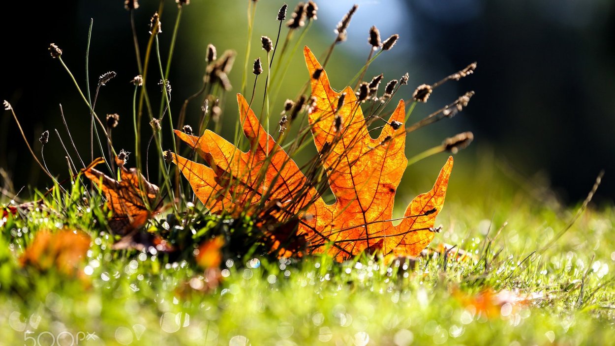 Трава осенью