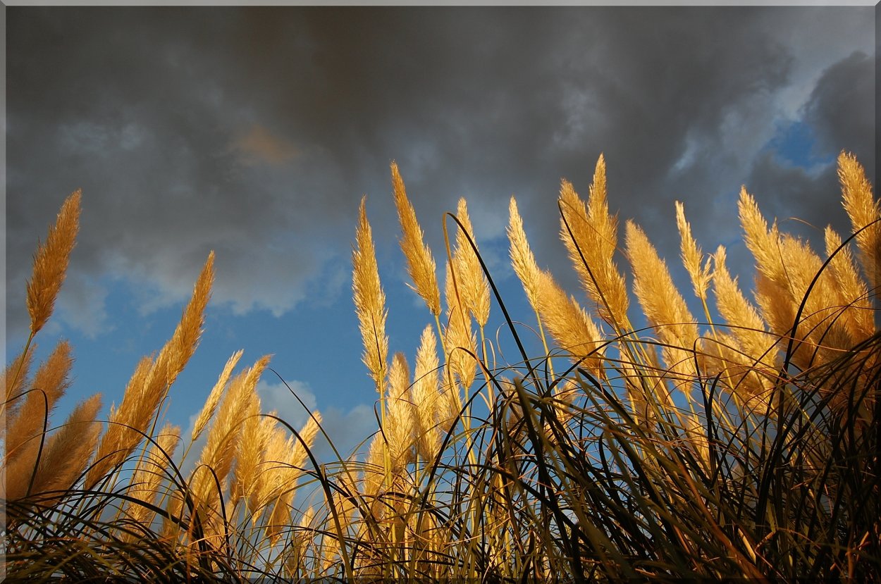 Плод облачной травы