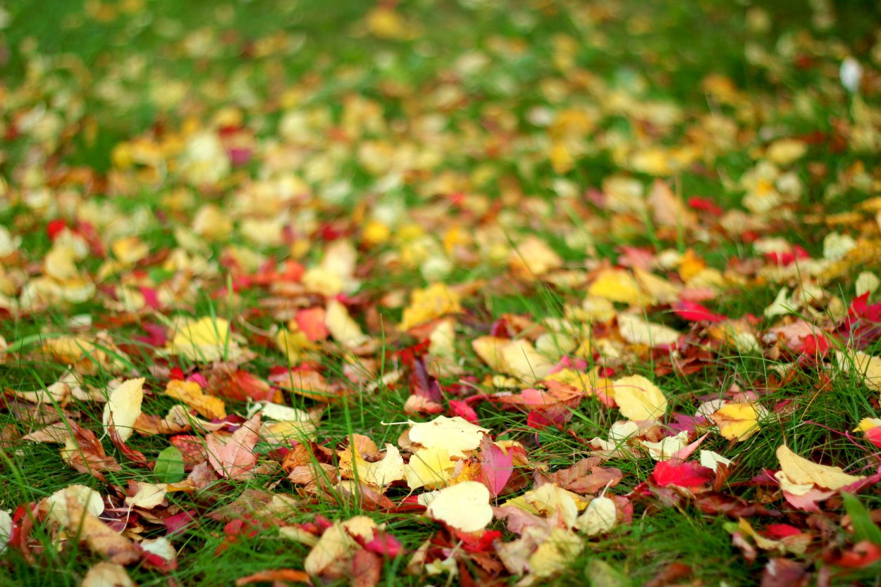 Осенняя трава