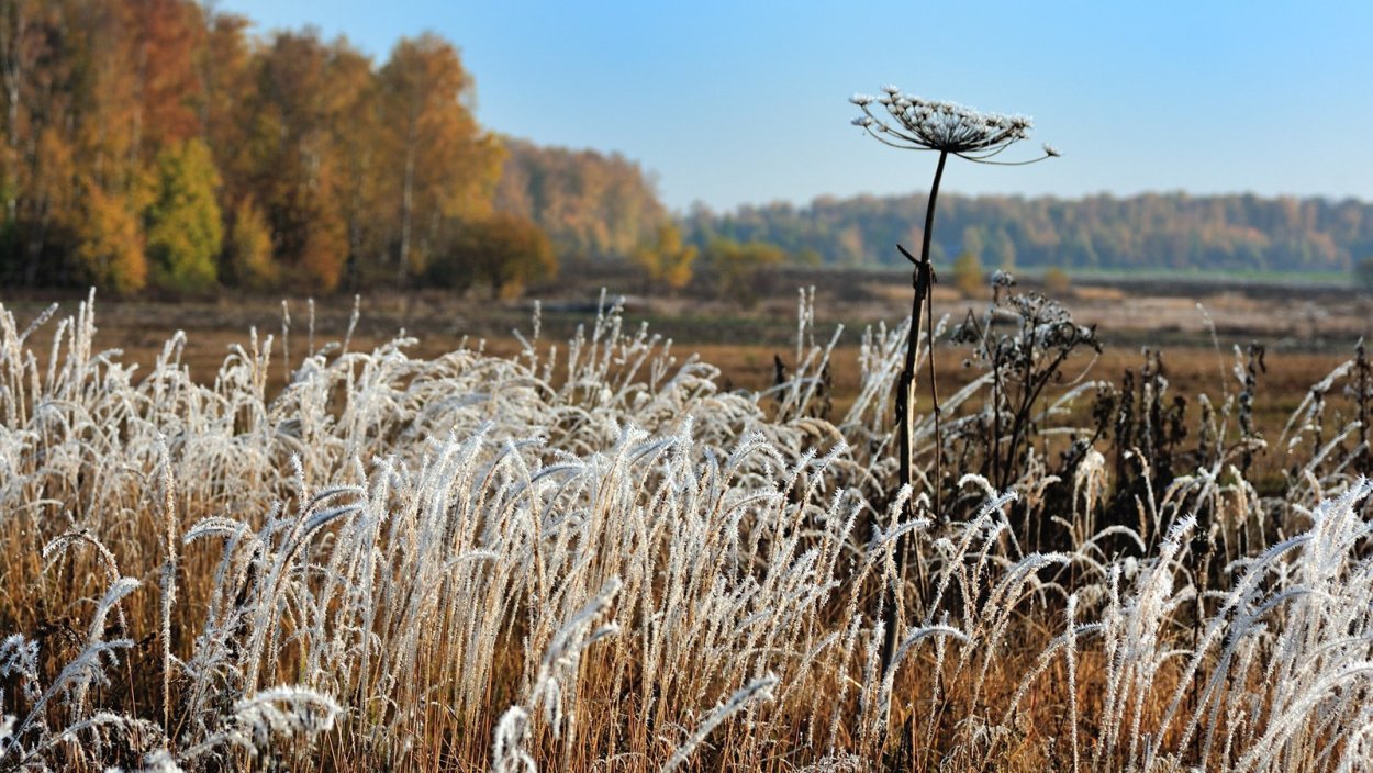 Иней на лугу