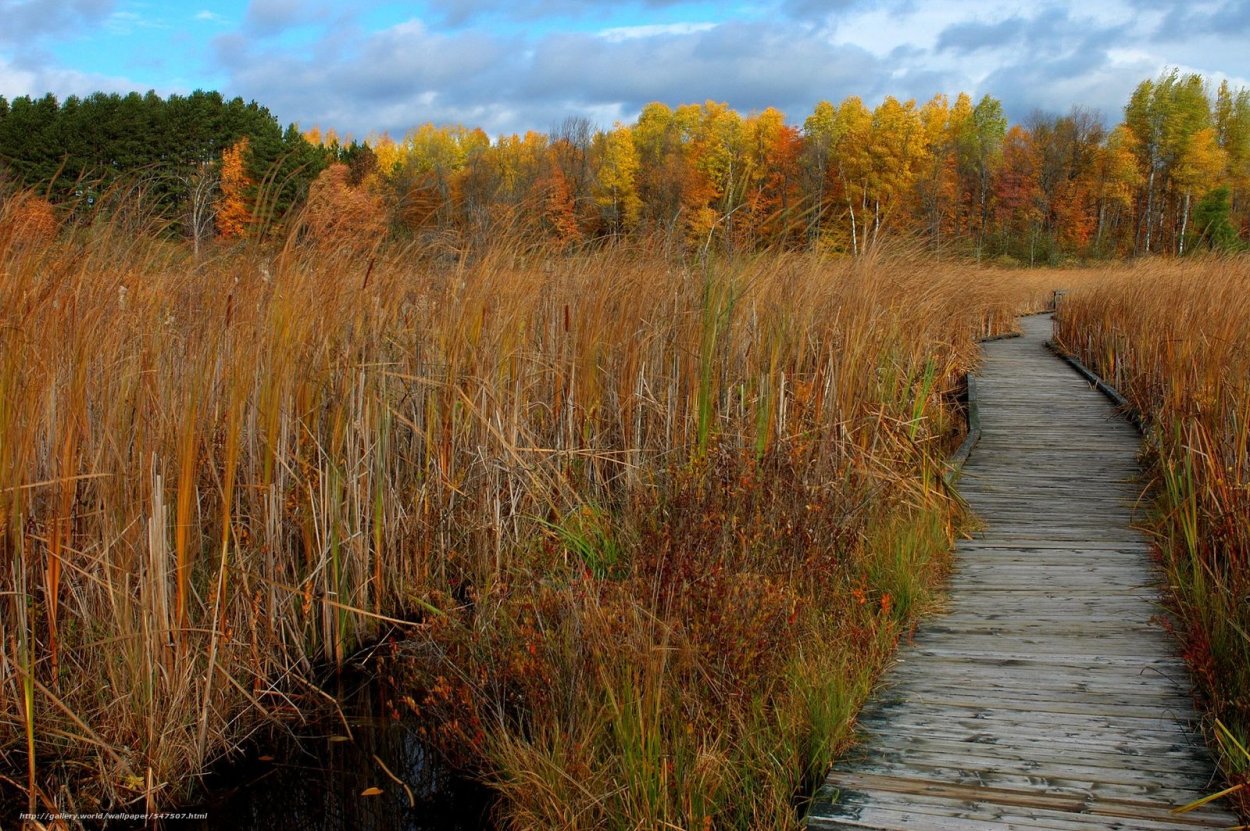 Заросшее поле осень