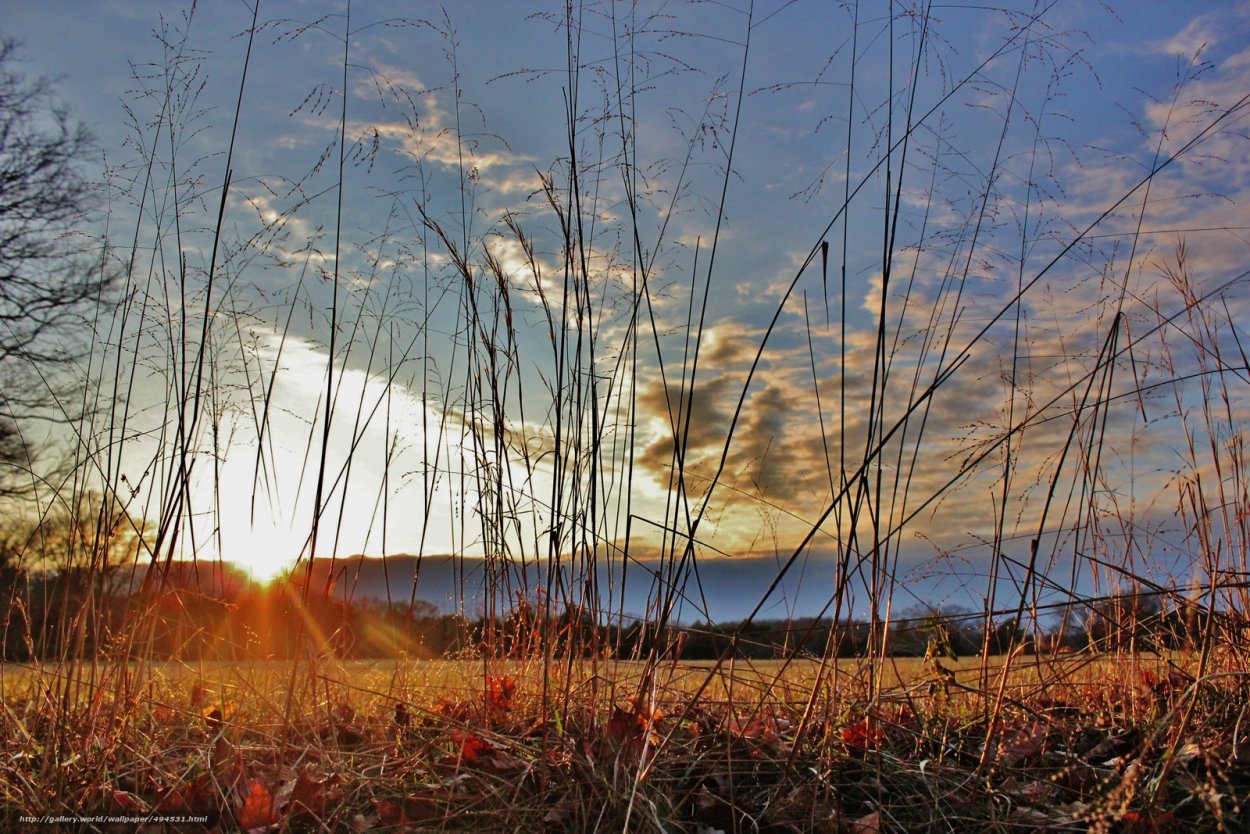 Сухая трава на закате