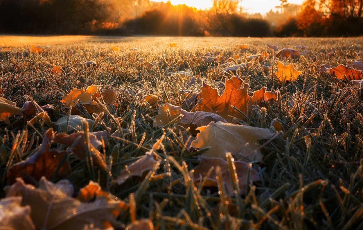 Трава осенью
