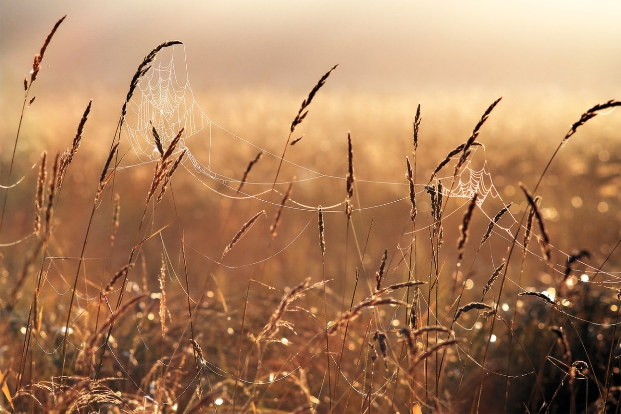 Роса в поле