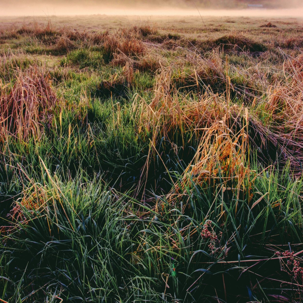 Как меняются травы осенью