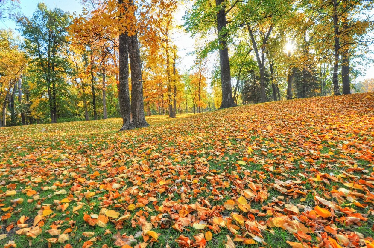 Осенний газон