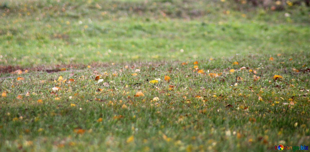 Осенний газон текстура