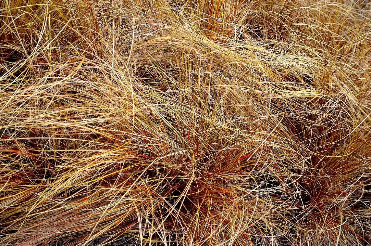 Сухая трава