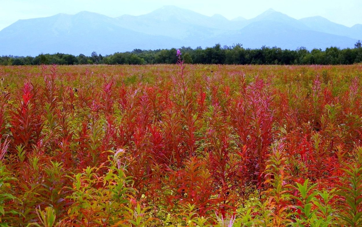 Какая трава осенью