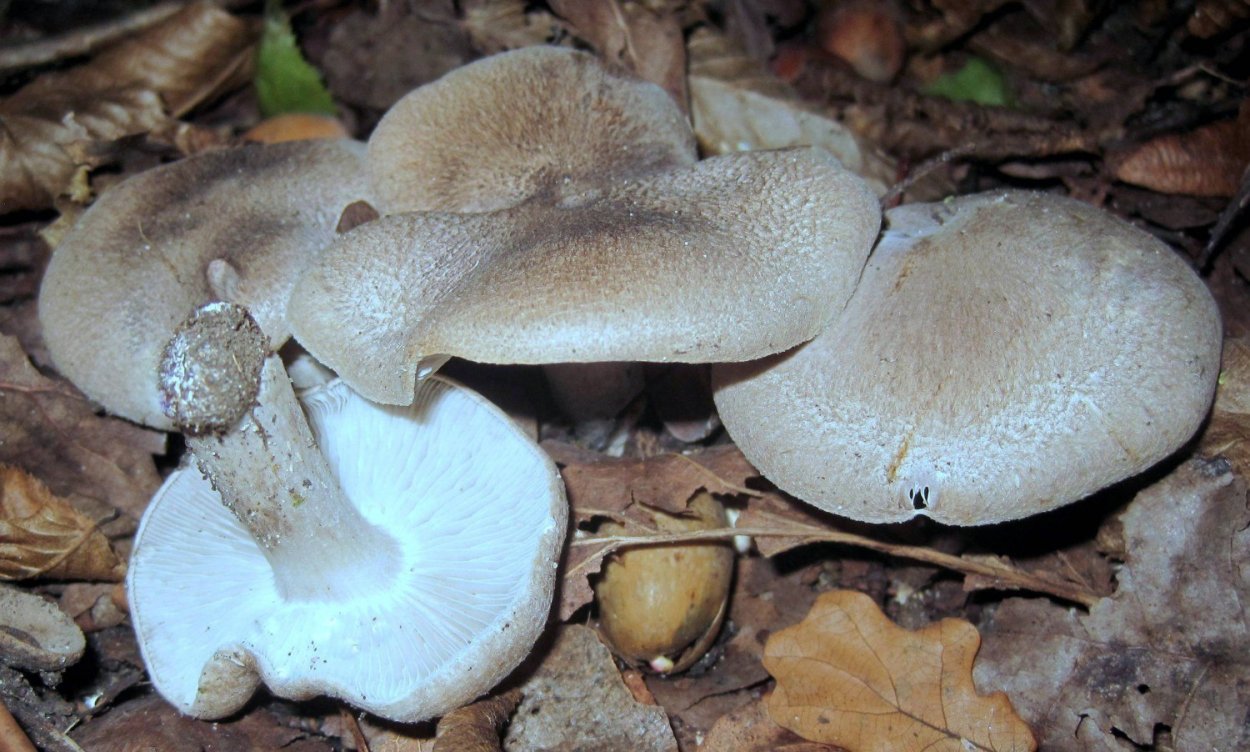 Tricholoma argyraceum