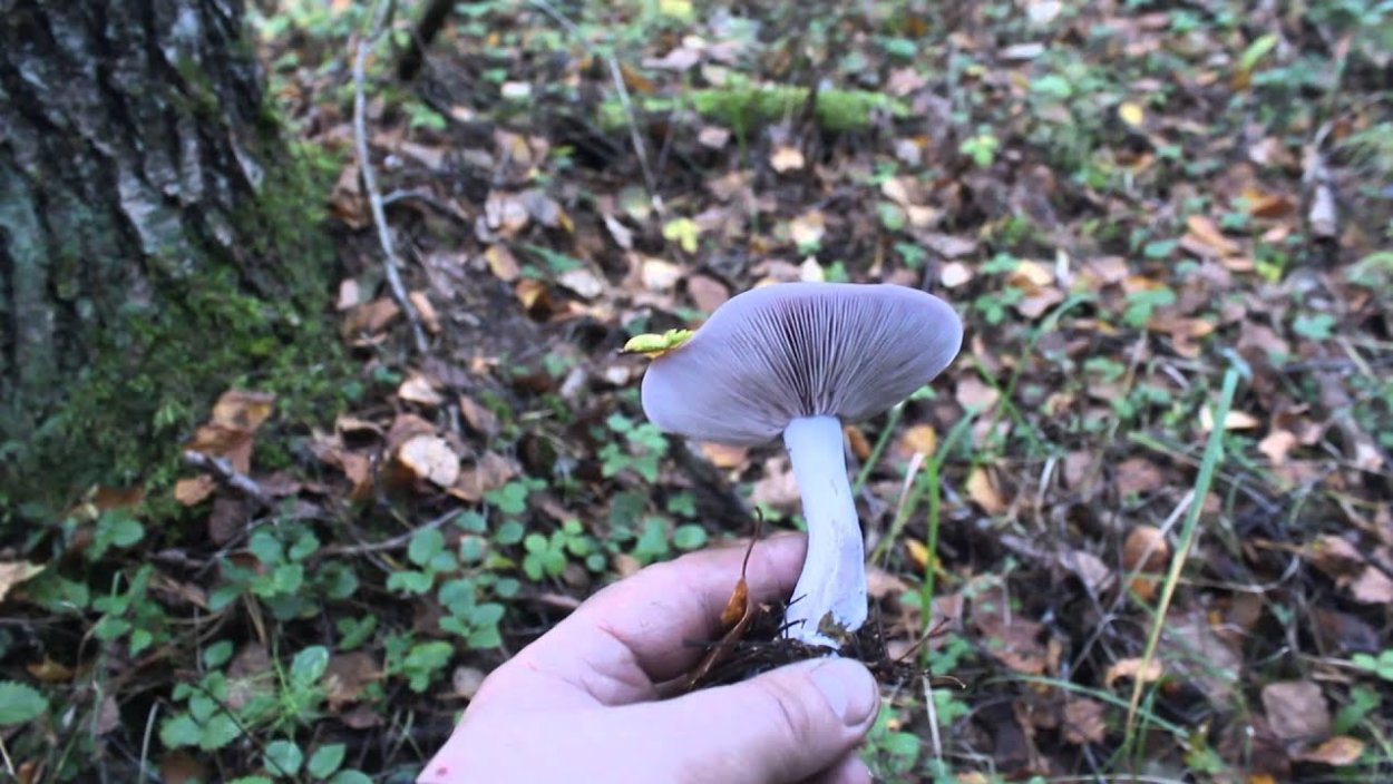 Рядовка Ведьмин круг