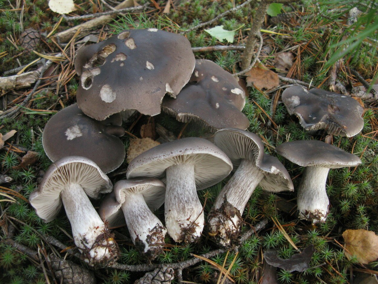 Рядовка мыльная Tricholoma saponaceum