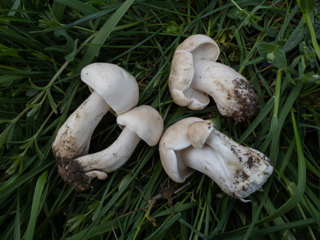 Рядовка Майская Calocybe gambosa