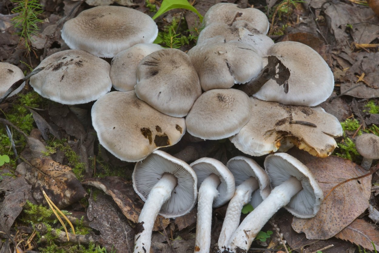 Рядовка опоясанная Tricholoma cingulatum