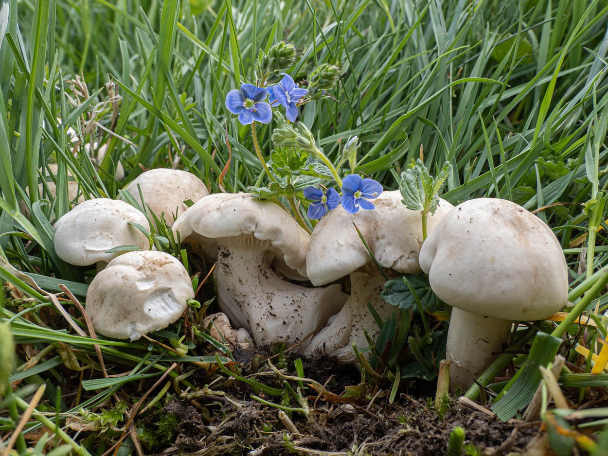 Майский гриб Calocybe gambosa