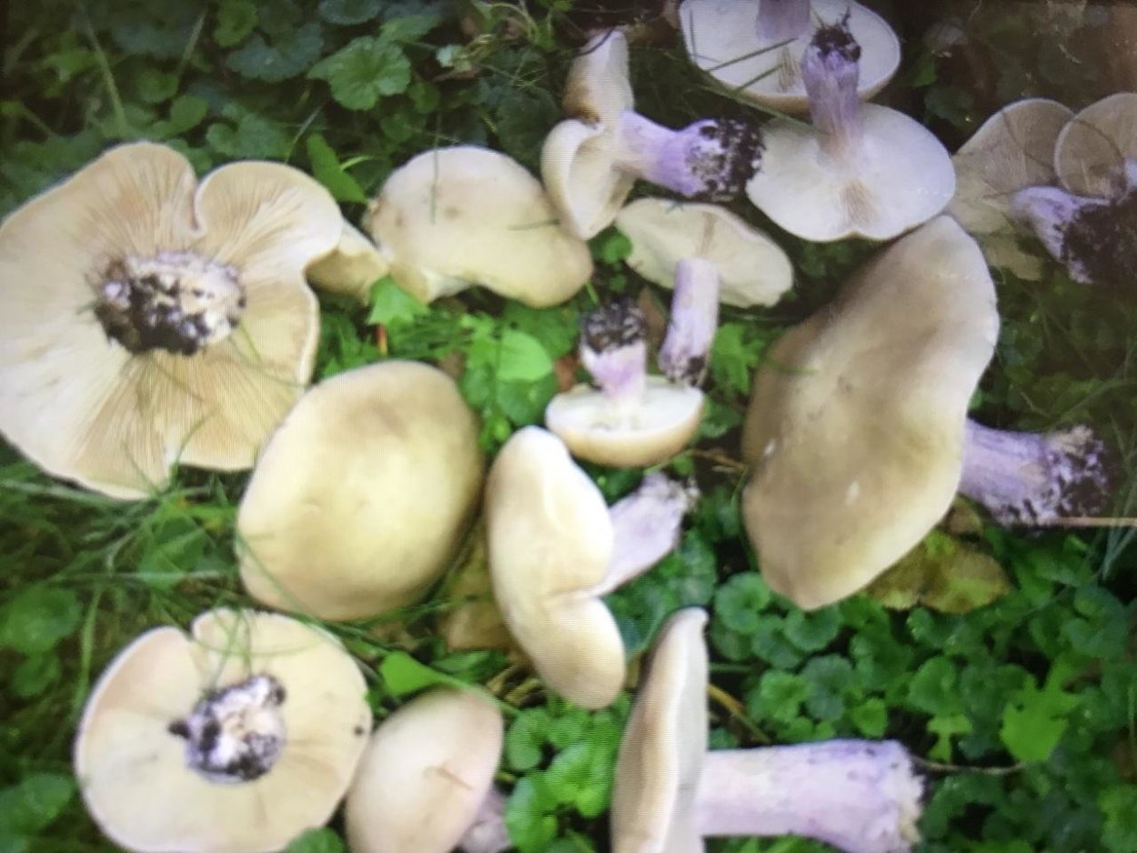 Гриб рядовка лиловоногая съедобная