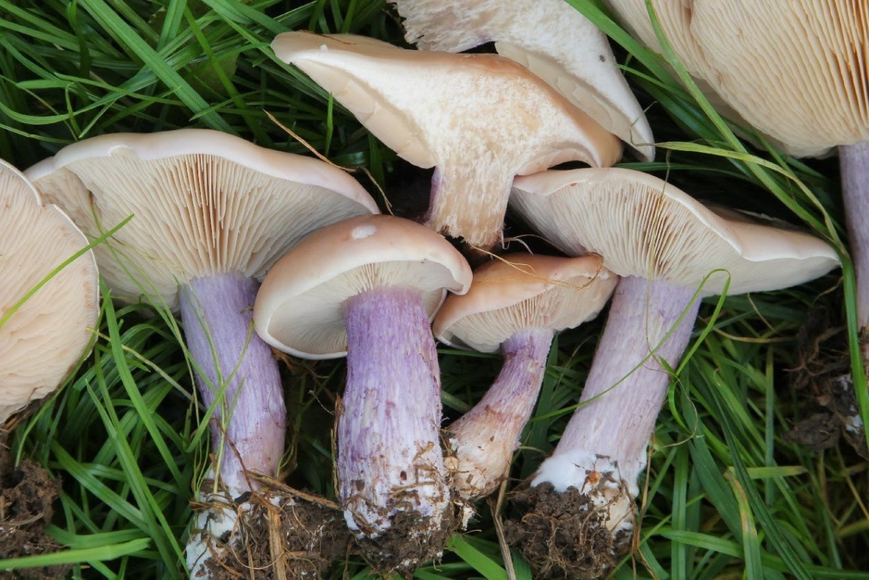 Рядовки лиловоногие