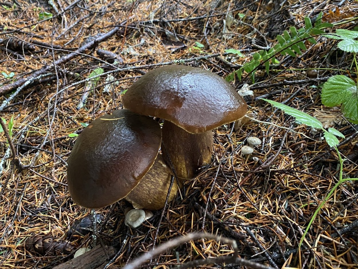 Грибы в Подмосковье рядовки