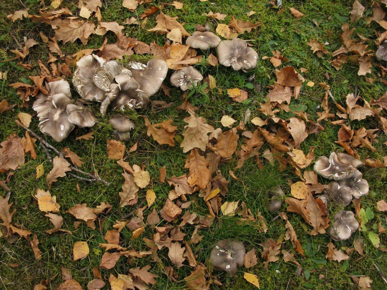 Грибы Березовая рядовка