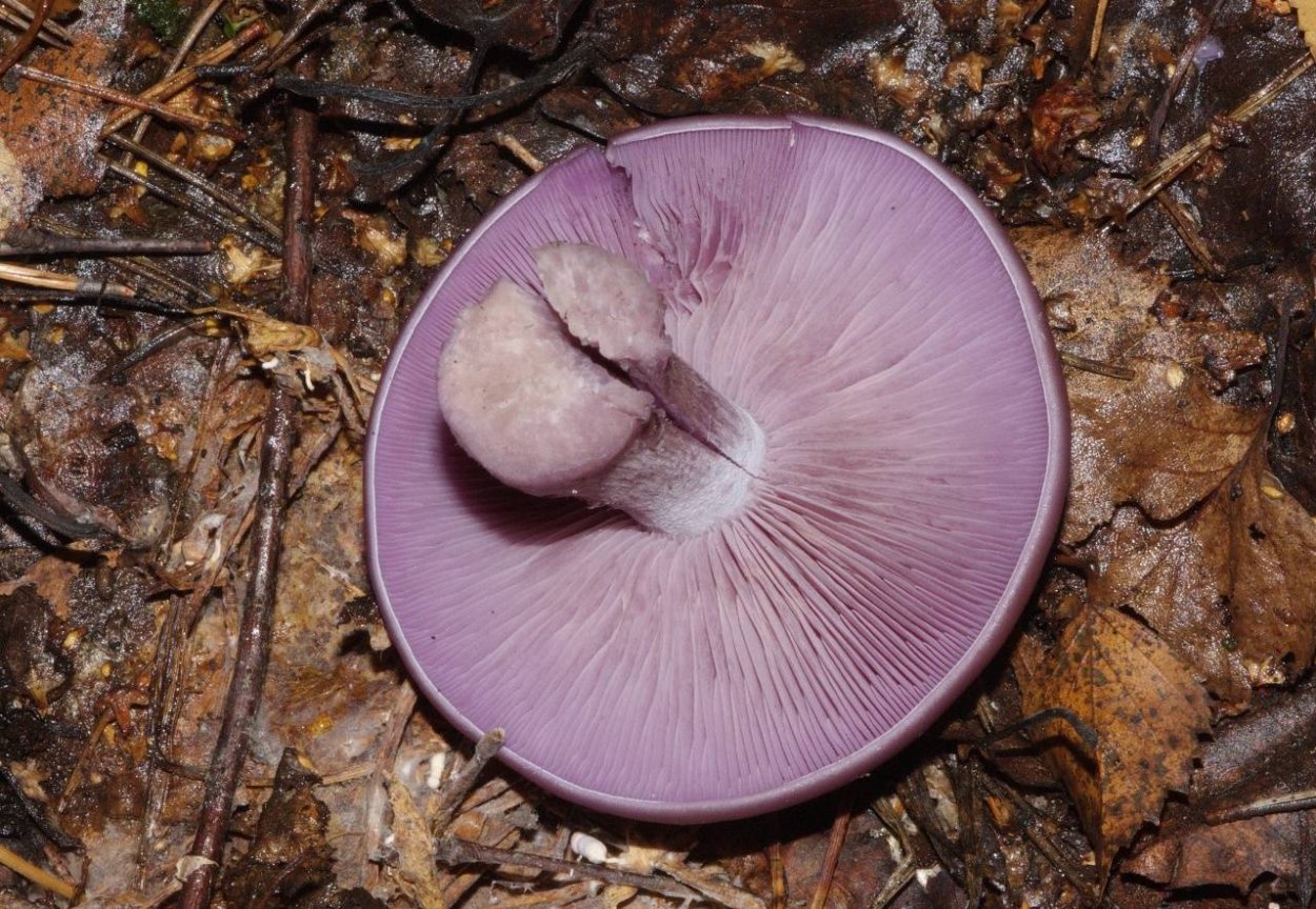 Грибы рядовки Синюшки